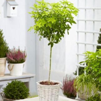 Golden Mexican Orange Blossom Choisya Tree - Perfect For Patios