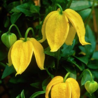 Clematis Tibetana Tangutica Bill Mackenzie - Orange Peel Clematis