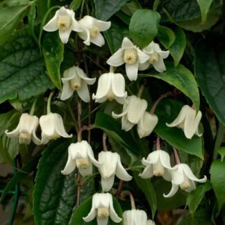 Clematis Winter Beauty - Evergreen