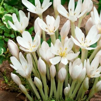 Colchicum Autumnale 'Album' - White Flowered Autumn Crocus Bulb