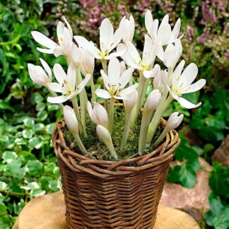 Colchicum Autumnale 'Album' - White Flowered Autumn Crocus Bulb