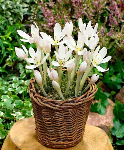 Colchicum Autumnale 'Album' - White Flowered Autumn Crocus Bulb