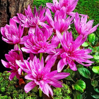 Colchicum 'Water Lily' - Double Flowered Autumn Crocus Bulb
