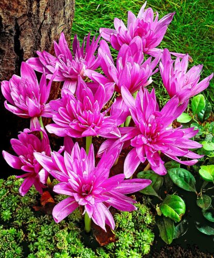 Colchicum 'Water Lily' - Double Flowered Autumn Crocus Bulb