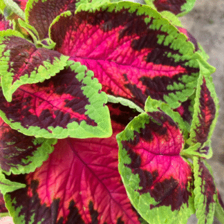 Coleus Watermelon