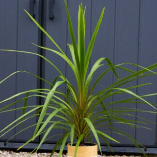 Cordyline Peko - Circa 60cm Tall