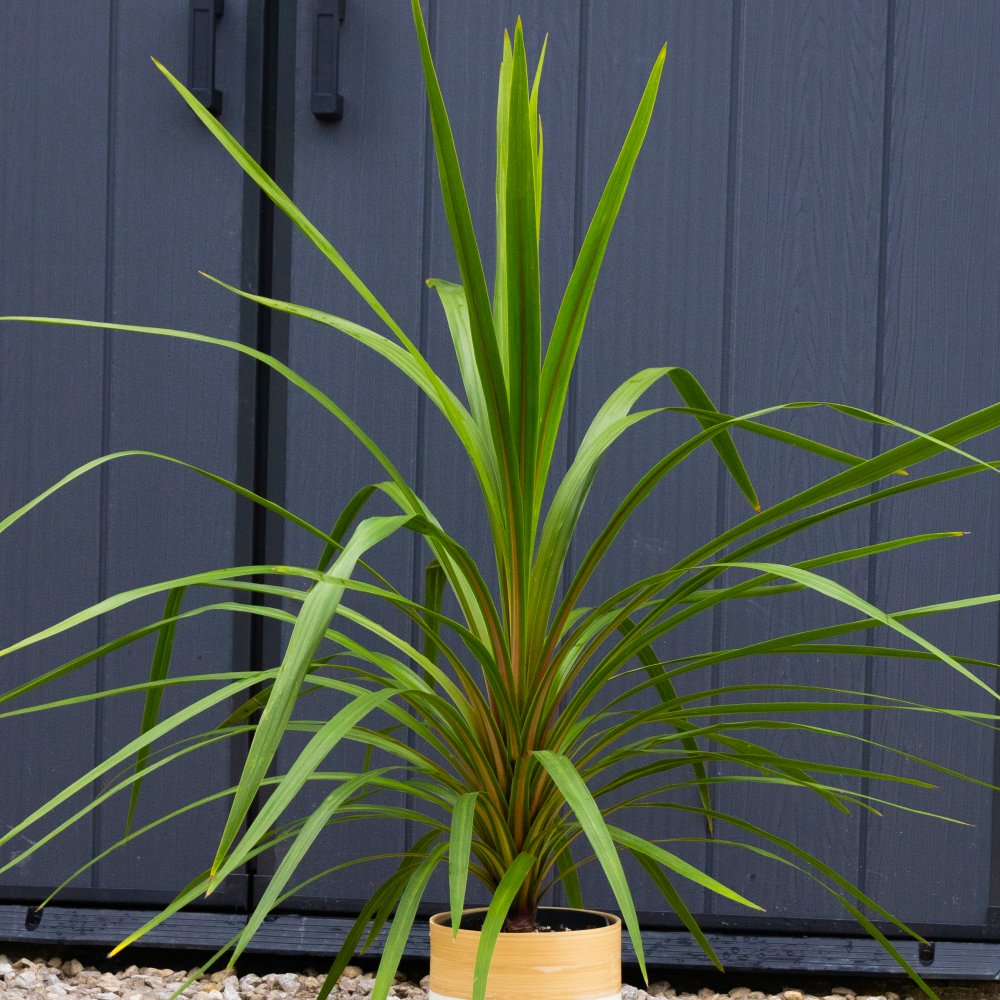Cordyline Peko - Circa 60cm Tall