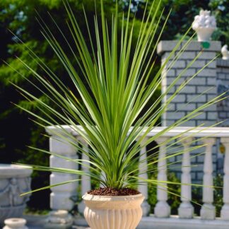 Large Cordyline Australis Verde - Hardy Green Torbay Palm - Circa 100-120cm Tall