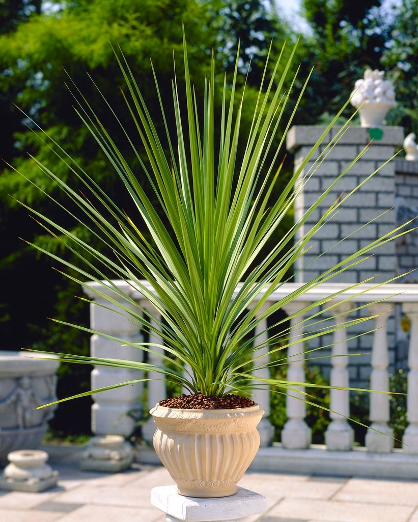 Large Cordyline Australis Verde - Hardy Green Torbay Palm - Circa 100-120cm Tall