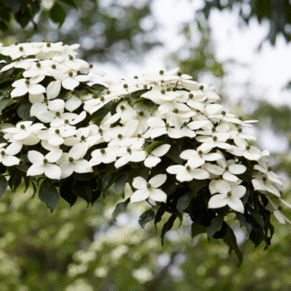 Cornus Kousa China Girl - Chinese Dogwood 80-100cm