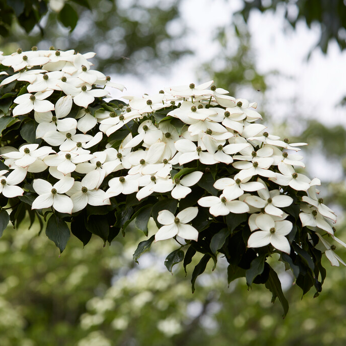 Cornus Kousa China Girl - Chinese Dogwood 80-100cm