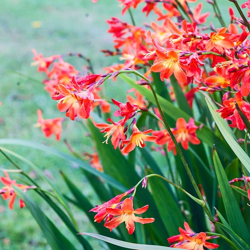 Crocosmia Carmine Brilliant - Monbretia