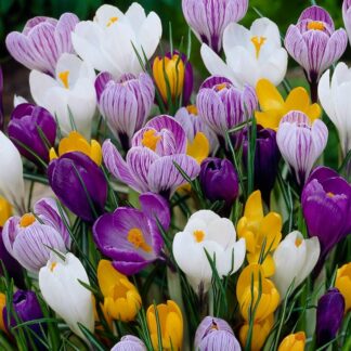 Crocus Vernus Large Flowered Mix- Pack of 60