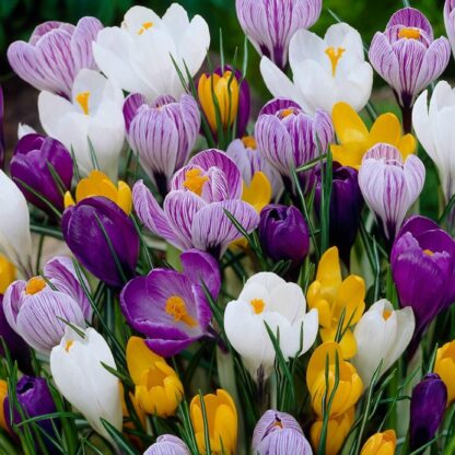 Crocus Vernus Large Flowered Mix- Pack of 60