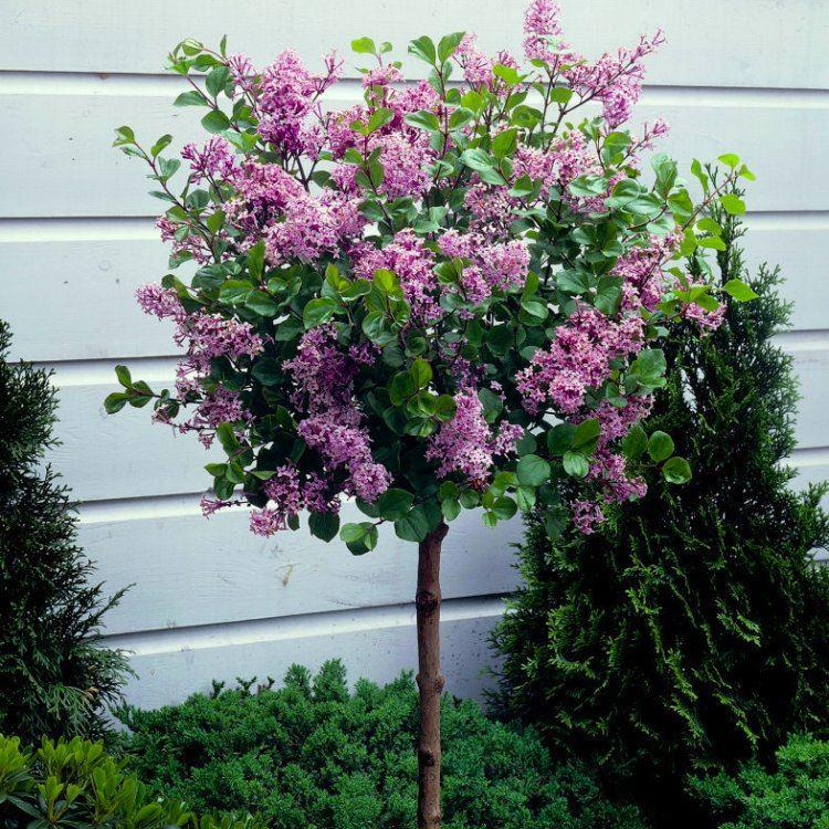 Dwarf Korean Lilac Tree - Syringa Palibin - Large Standard - 100-120cm Tall