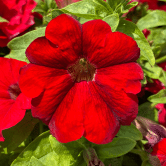 Petunia Surfinia® Big Red - Trailing Basket And Patio Plant