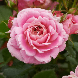 Rose 'Palace Tabor'- Patio Shrub Rose