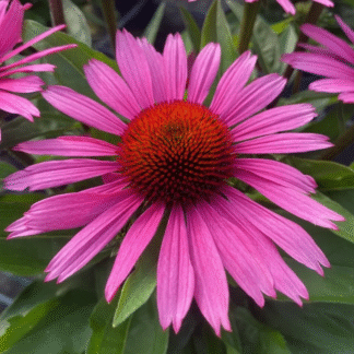Echinacea Sun Seekers Pink - Cone Flower