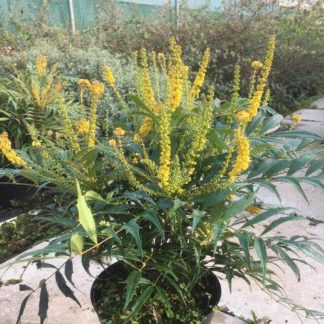 Mahonia Eurybracteata 'Meteor' - in Bud & Bloom