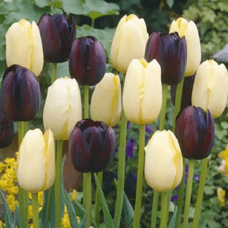 Tulip Extreme Harmony - Pack of 25 Bulbs
