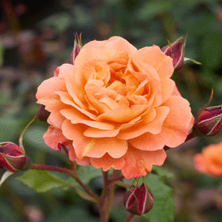 Rose 'Westerland' - Climbing Shrub Rose