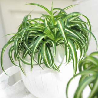 Chlorophytum Comosum 'Bonnie' - Curly Spider Plant