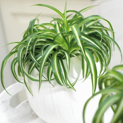 Chlorophytum Comosum 'Bonnie' - Curly Spider Plant