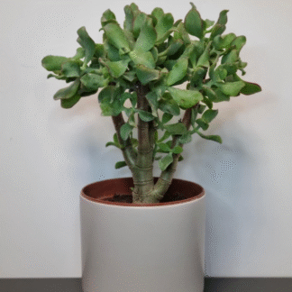 Crassula Ovata Undulata - Curly Jade Plant