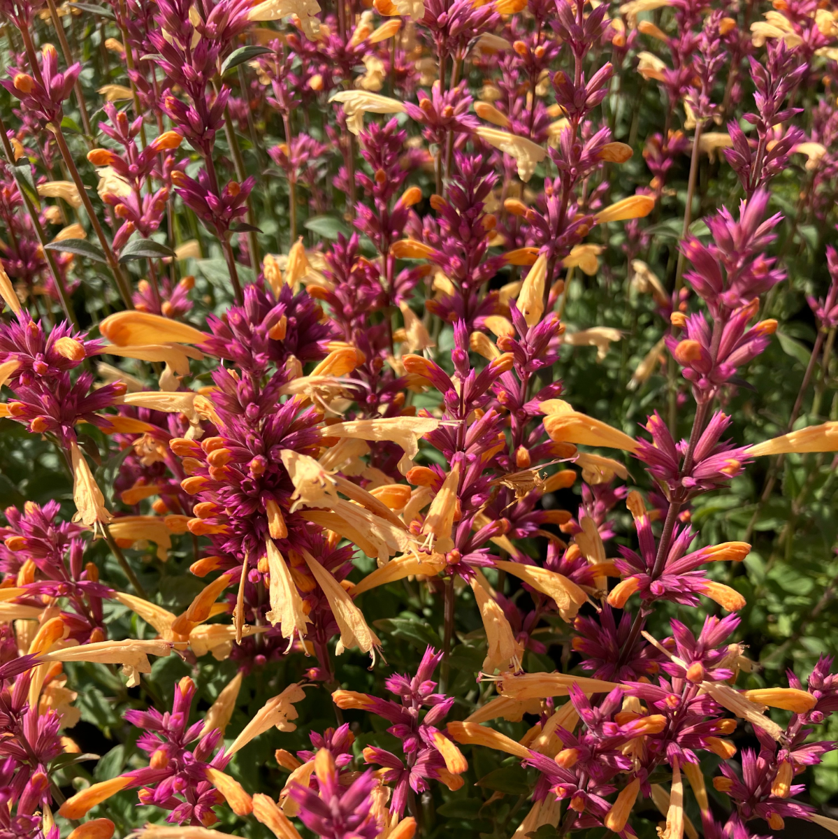 Agastache Peachie Keen - Giant Hyssop