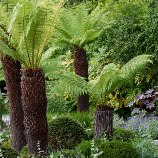 Tree Fern 'Dicksonia Antarctica' Log - 3ft