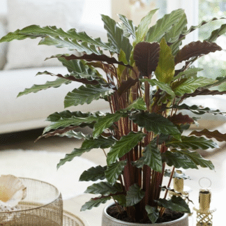 Calathea Rufibarba Velvet - Furry Feather Calathea - 50cm