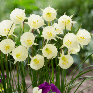 Narcissus Arctic Bells - Pack of Ten Bulbs