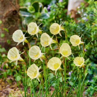 Narcissus Bulbocodium Spoirot - Pack of Ten Bulbs
