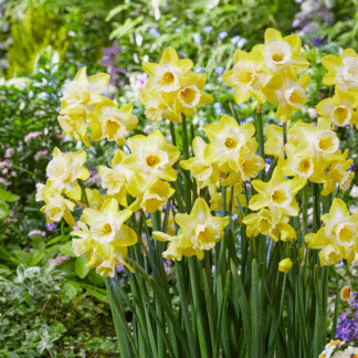 Narcissus Hunter Sunrise - Pack of Ten Bulbs