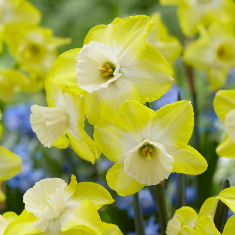 Daffodil - Narcissus Regeneration - Pack of 10