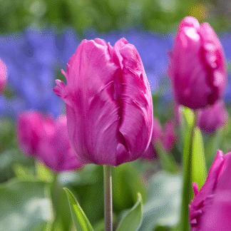 Tulipa Parrot Prince -  Pack of 6