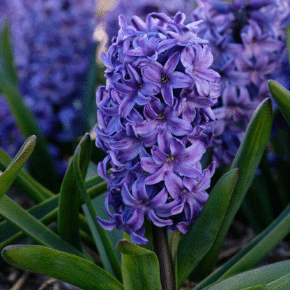 Hyacinth Blue Star - Pack of 5 Bulbs