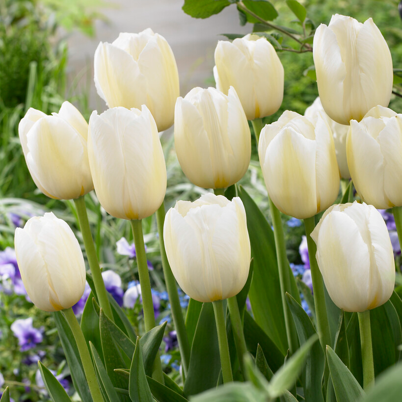 Tulipa Pays Bas - Pack of 6