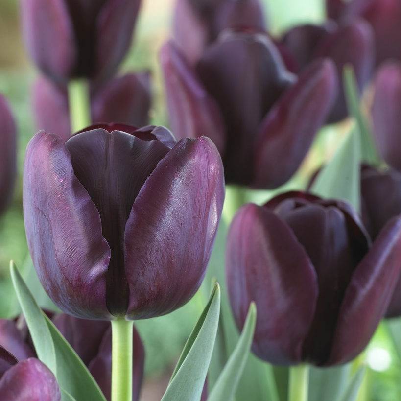 Tulip 'Queen of The Night' - Pack of 10 Bulbs
