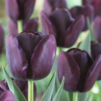 Tulip 'Queen of The Night' - Pack of 25 Bulbs