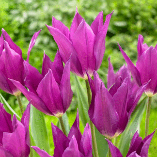 Tulipa Yume No Murasaki - Pack of 6 Bulbs