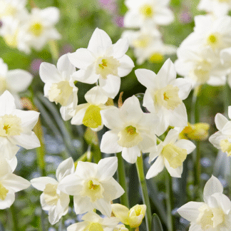Narcissus Pueblo - Pack of 25