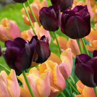 Tulip Sweet Joy - Pack of 25 Bulbs