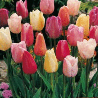 Tulip 'Triumph Pastel Mix' - Pack of 25 Bulbs