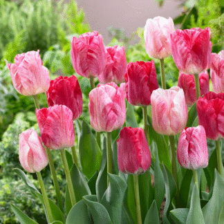 Tulip ‘hemisphere’ - Pack of 25 Bulbs