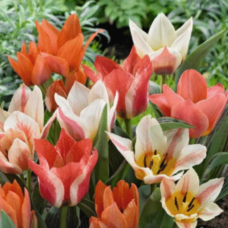 Tulip Beautiful Balance - Pack of 25 Bulbs
