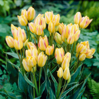 Tulip ‘antoinette The Chameleon’  - Pack of 25 Bulbs
