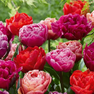 Tulip ‘dazzling Mix’ - Pack of 25