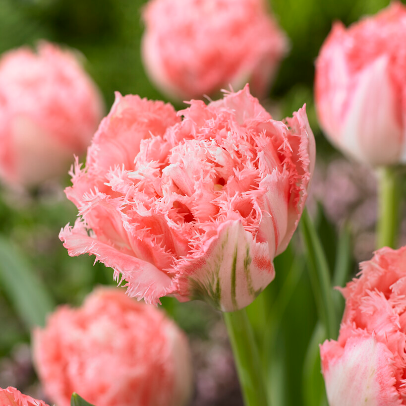 Tulip Ranomi - Pack of 6