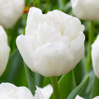 Tulipa White Heart -  Pack of 6